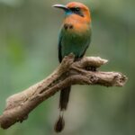 pajaro verde con naranja en arbol