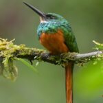 Jacamar