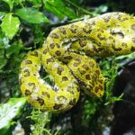 Sepiente Bocaraca amarilla con cafe