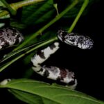 Serpiente Negra con blanco