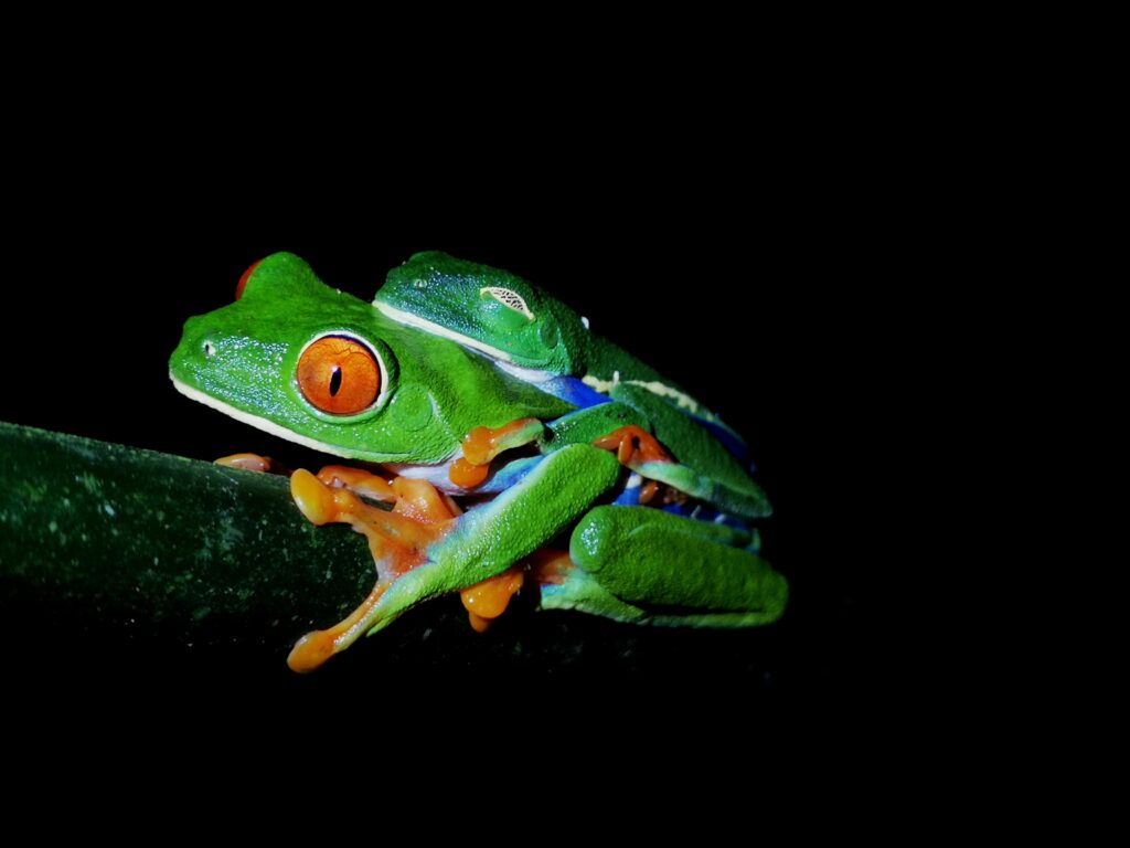 Red eyes frog