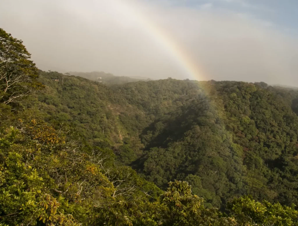 Bosque eterno de los niños