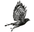 Aguila Great Wings CR